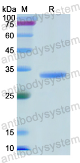 Recombinant Human CD66b/CEACAM8 Protein, N-His