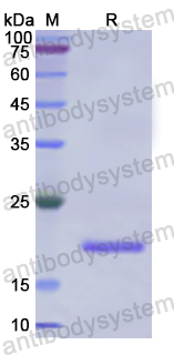 Recombinant Human PRDX2 Protein, N-His