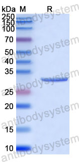 Recombinant Human CD197/CCR7 Protein, N-GST & C-His