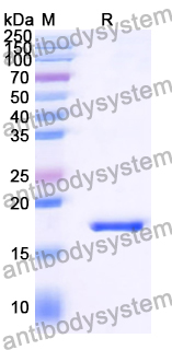 Recombinant Human GPR183 Protein, N-His-SUMO