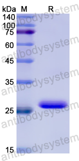 Recombinant Human CHRNA3 Protein, N-His