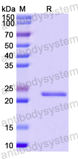 Recombinant Human ELF1 Protein, N-His-SUMO