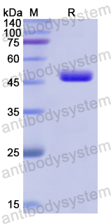 Recombinant Human HPD Protein, N-His