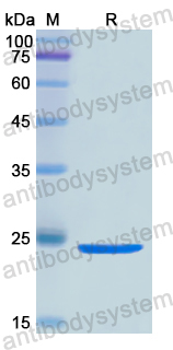 Recombinant Human STX2 Protein, N-His