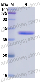 Recombinant Human DSG3 Protein, N-GST