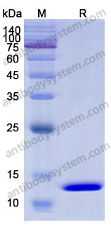 Recombinant Human DSG3 Protein, C-His