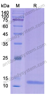 Recombinant Human DSG3 Protein, C-His