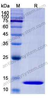 Recombinant Human DSG3 Protein, C-His