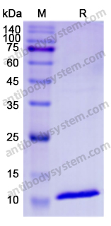 Recombinant Human DSG3 Protein, C-His