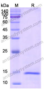 Recombinant Human DSG3 Protein, C-His