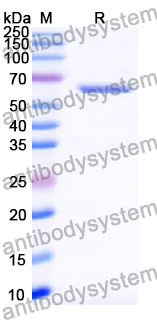 Recombinant Human DSG3 Protein, C-His