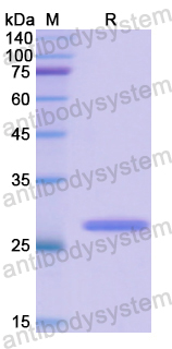 Recombinant Human CD50/ICAM3 Protein, N-His