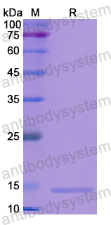 Recombinant Human S100A3 Protein, N-His