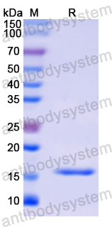 Recombinant Human RNASE4 Protein, N-His