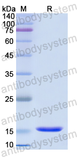 Recombinant Human NTF4 Protein, N-His