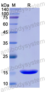 Recombinant Human CD362/SDC2 Protein, N-His