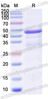 Recombinant Human CD362/SDC2 Protein, N-His-SUMO