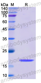 Recombinant Human BMP8B Protein, N-His