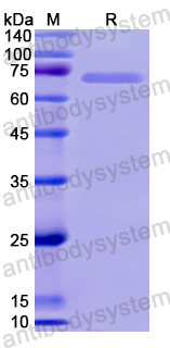 Recombinant Human HSPA1L Protein, N-His