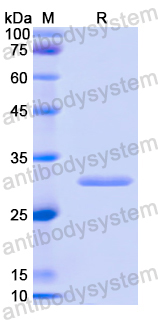 Recombinant Human HSPA4 Protein, N-His