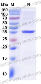 Recombinant Human GPC1 Protein, N-His