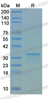 SDS-PAGE for Recombinant Human BTC Protein, N-GST ?>