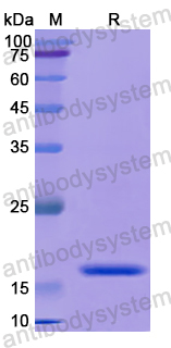 Recombinant Human BMI1 Protein, N-His