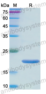 Recombinant Human NOS2 Protein, N-His