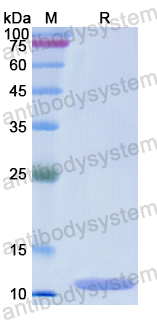 Recombinant Human PHB Protein, N-His