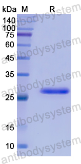 Recombinant Human NF2 Protein, N-His