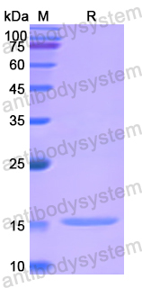 Recombinant Human ADM Protein, N-His