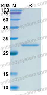 Recombinant Human PTGS2 Protein, N-His