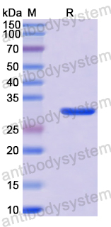Recombinant Human PTGER4/EP4 Receptor Protein, N-GST & C-His
