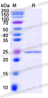 Recombinant Human THBS2 Protein, N-His