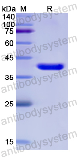 Recombinant Human SAA4 Protein, N-GST