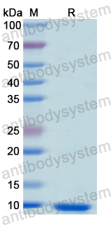 Recombinant Human FBN1 Protein, N-His