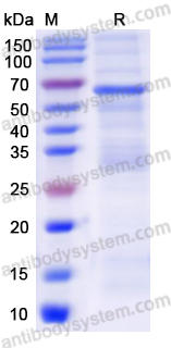 Recombinant Human FBN2 Protein, N-GST