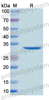 Recombinant Human IRS1 Protein, N-His