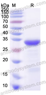 Recombinant Human MYH9 Protein, N-His