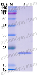 Recombinant Human CD147/BSG Protein, N-His