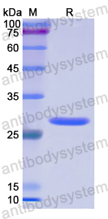 Recombinant Human FUS Protein, N-His