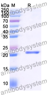 Recombinant Human FUS Protein, N-His-SUMO