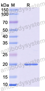 Recombinant Human CHOP/GADD153/DDIT3 Protein, N-His-SUMO