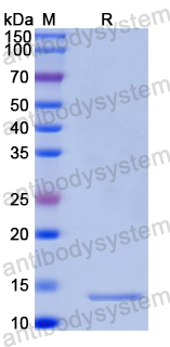 Recombinant Human GLRX Protein, N-His