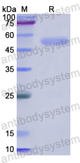 Recombinant Human PSMC2 Protein, N-His