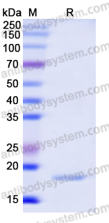 Recombinant Human GJA5 Protein, N-His