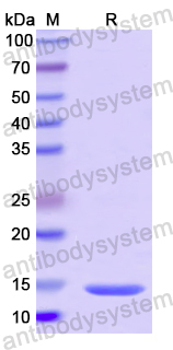 Recombinant Human CHRNA7 Protein, N-His