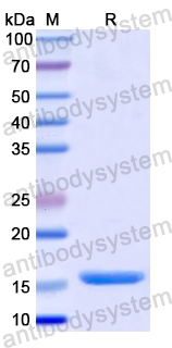 Recombinant Human CD292/BMPR1A Protein, N-His