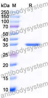 Recombinant Human CD292/BMPR1A Protein, N-His-SUMO