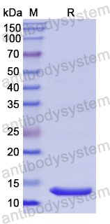 Recombinant Human ACVR1B Protein, N-His